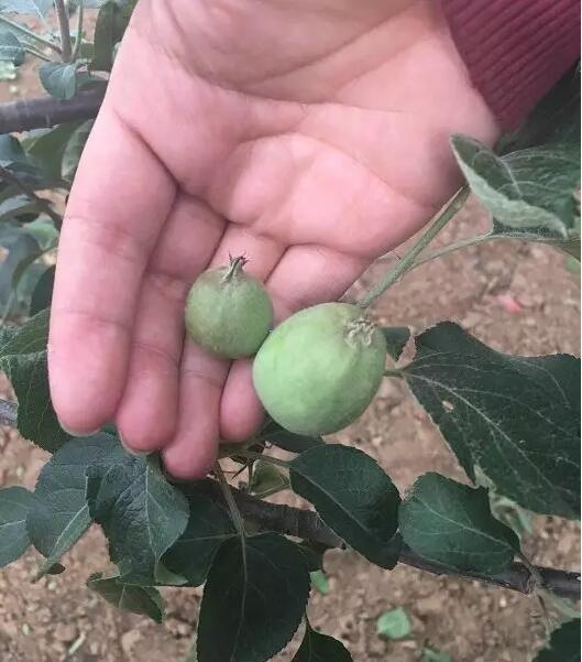 疯狂的苹果 背后是 忧伤的果农 !苹果主产地最